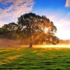 วุ้นเส้น วิริฒิพา avatar